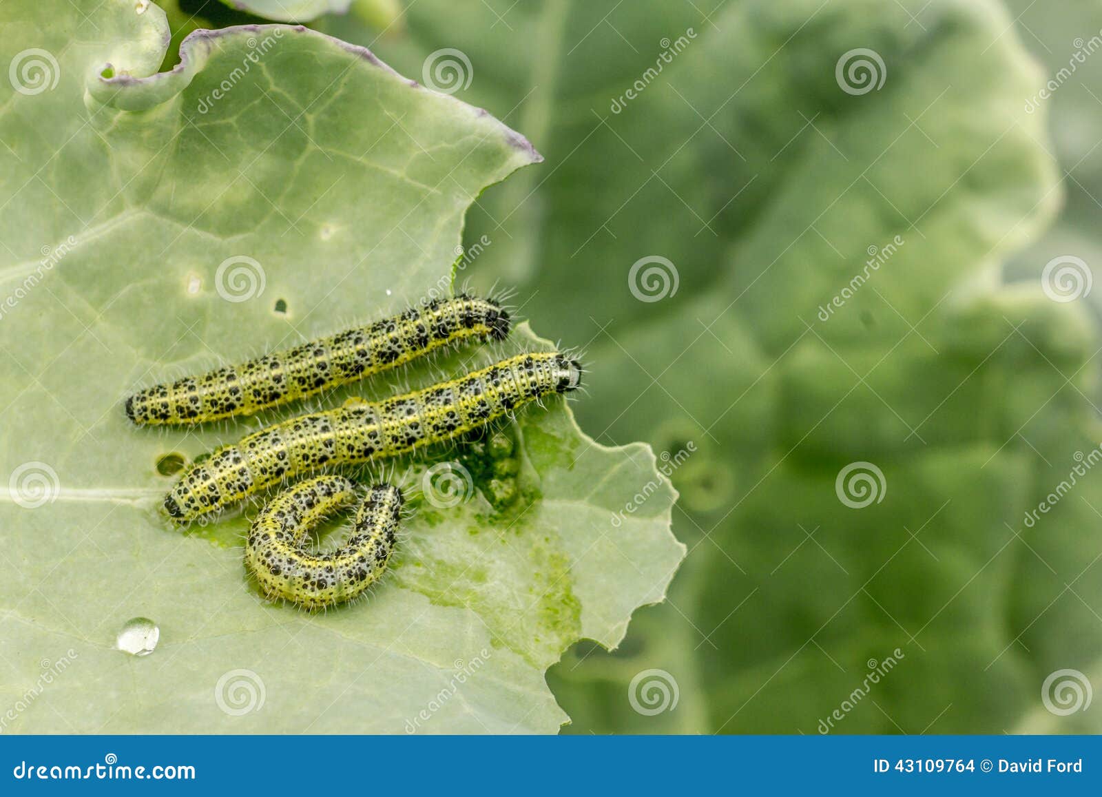 Caterpillars Eating stock photo. Image of cabbage, garden 43109764