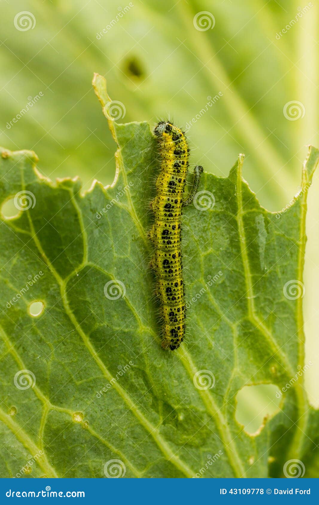Caterpillars Eating stock photo. Image of eating, cabbage 43109778