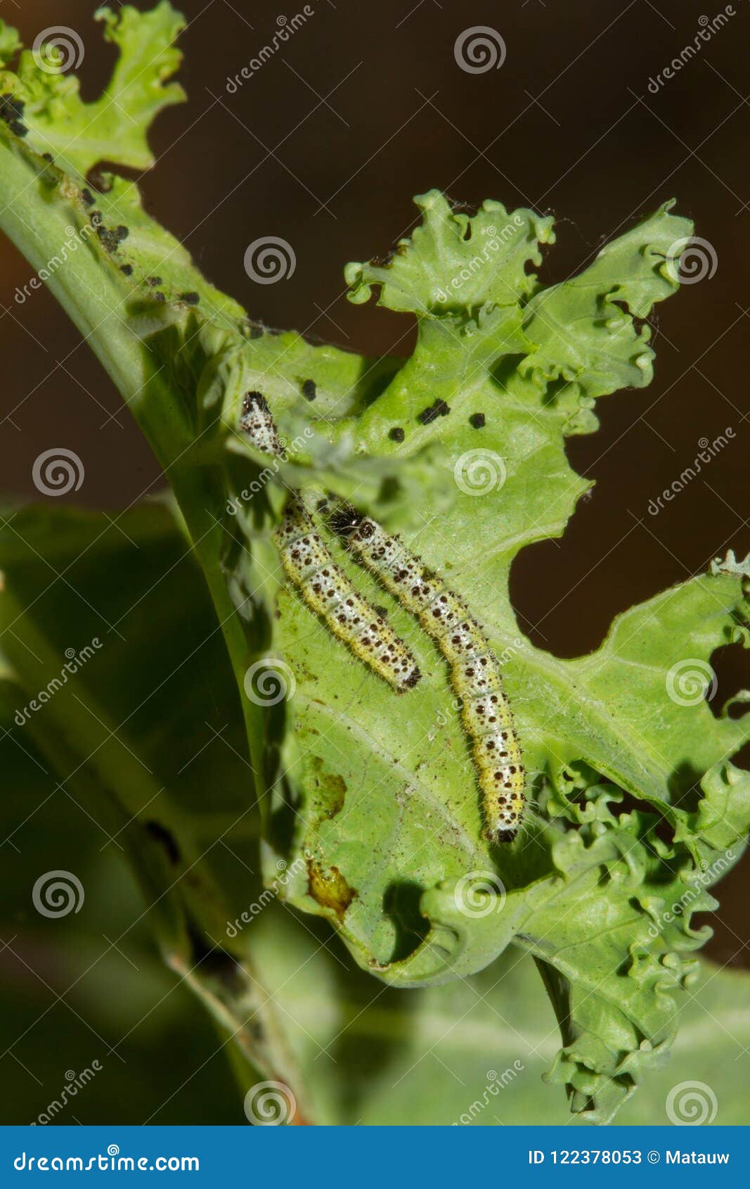Caterpillars on Kale stock image. Image of curly, kale 122378053