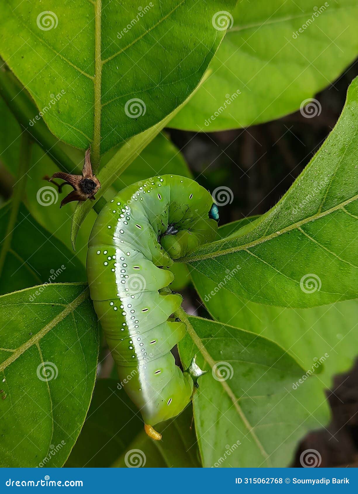 green caterpillar is eating leaf