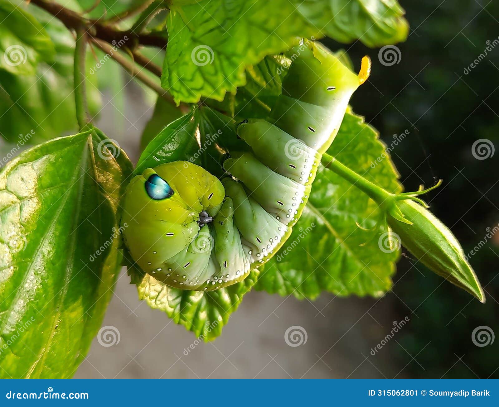 green caterpillar is eating leaf