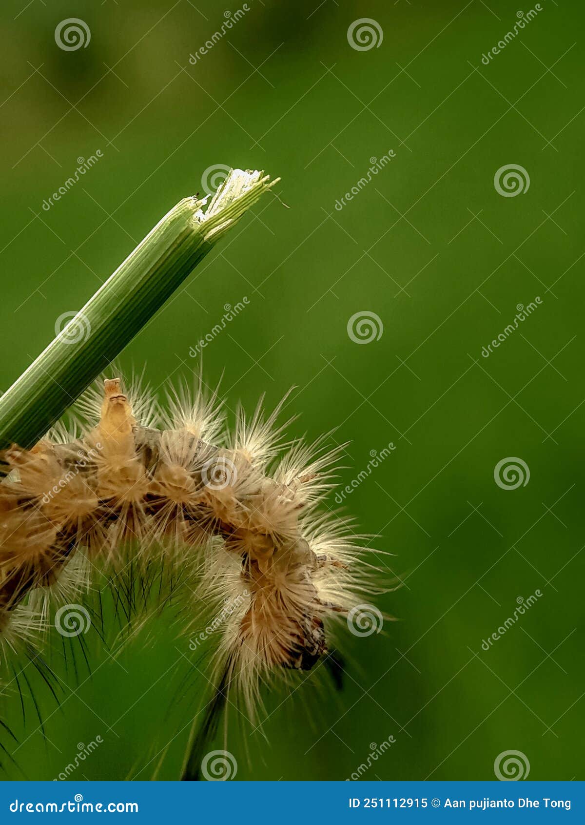 Forskel Pædagogik Talje Caterpillars that Have Poison Can Be Fatal To Human Skin. Insect, Animal,  Macro Stock Image - Image of four, metamorphosis: 251112915