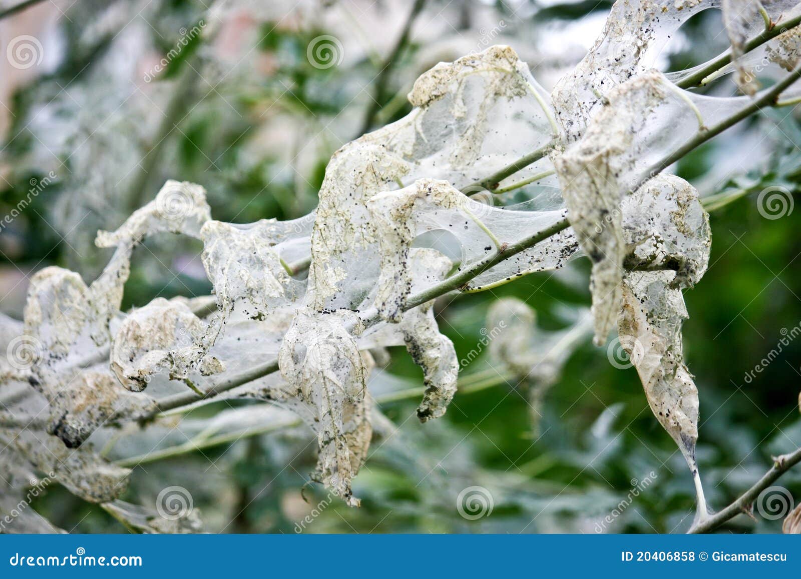 Caterpillars nest stock photo. Image of larva, larvae 20406858