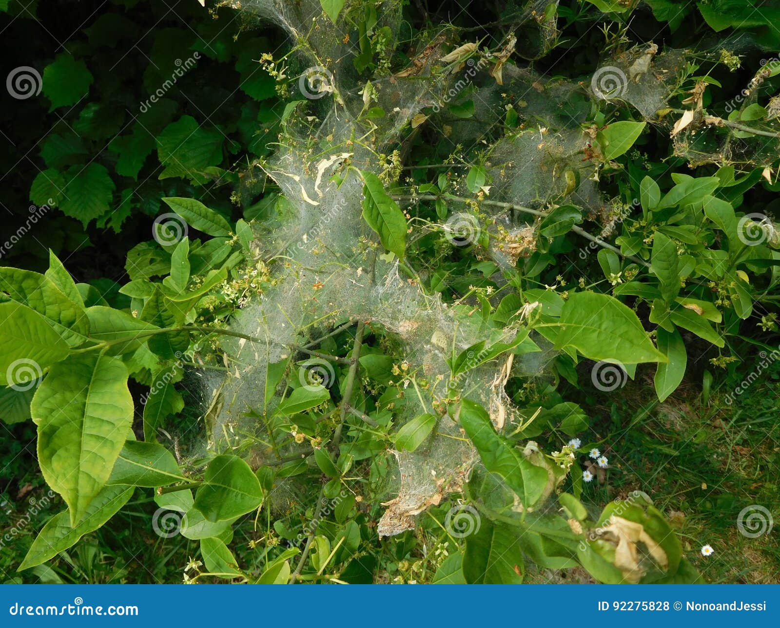Caterpillars in Their Nests Stock Photo Image of leaf, green 92275828