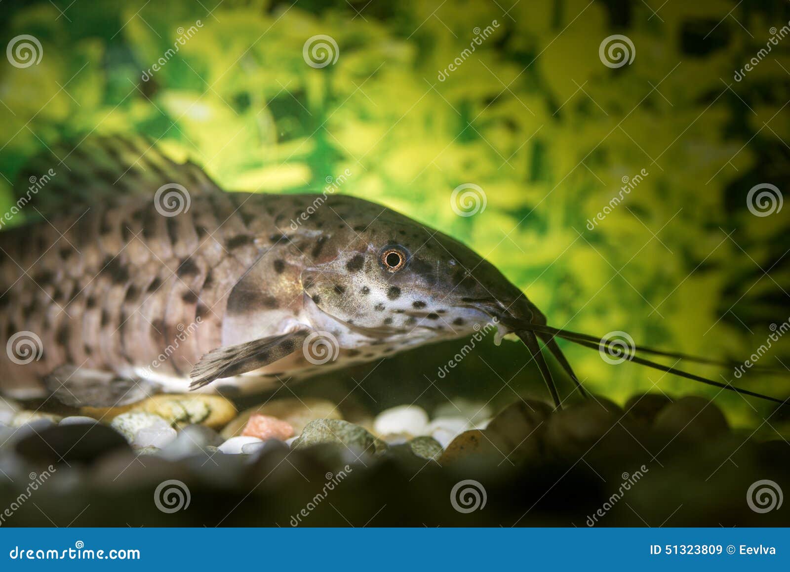 Catfish. stock image. Image of focus, relaxation, swimming 51323809