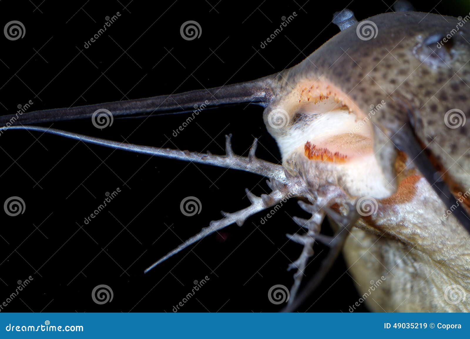 Catfish barbels stock image. Image of background, nature - 49035219