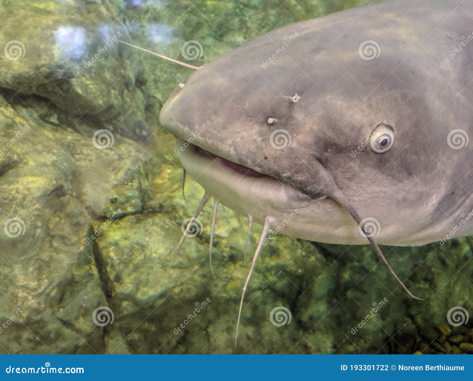 Catfish Big Eye Staring with Whiskers Stock Photo - Image of staring,  whiskers: 193301722