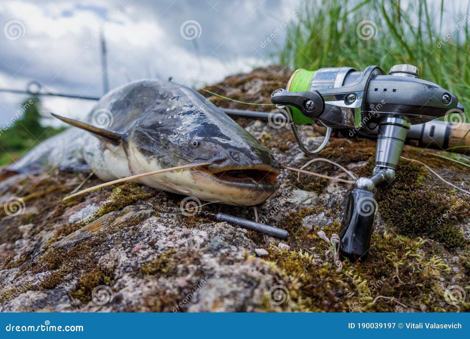 Catfish Caught while Fishing Spinning Rod Stock Image - Image of