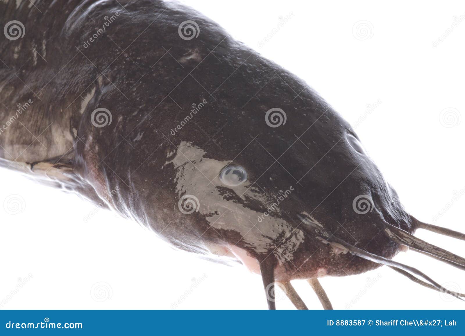 Catfish CloseUp Isolated stock image. Image of close 8883587