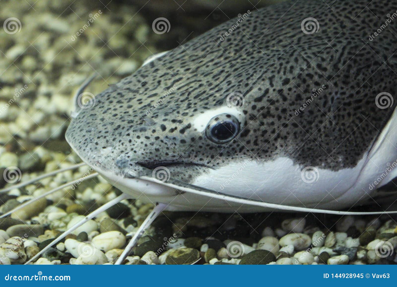 Catfish stock image. Image of closeup, freshwater, animal 144928945