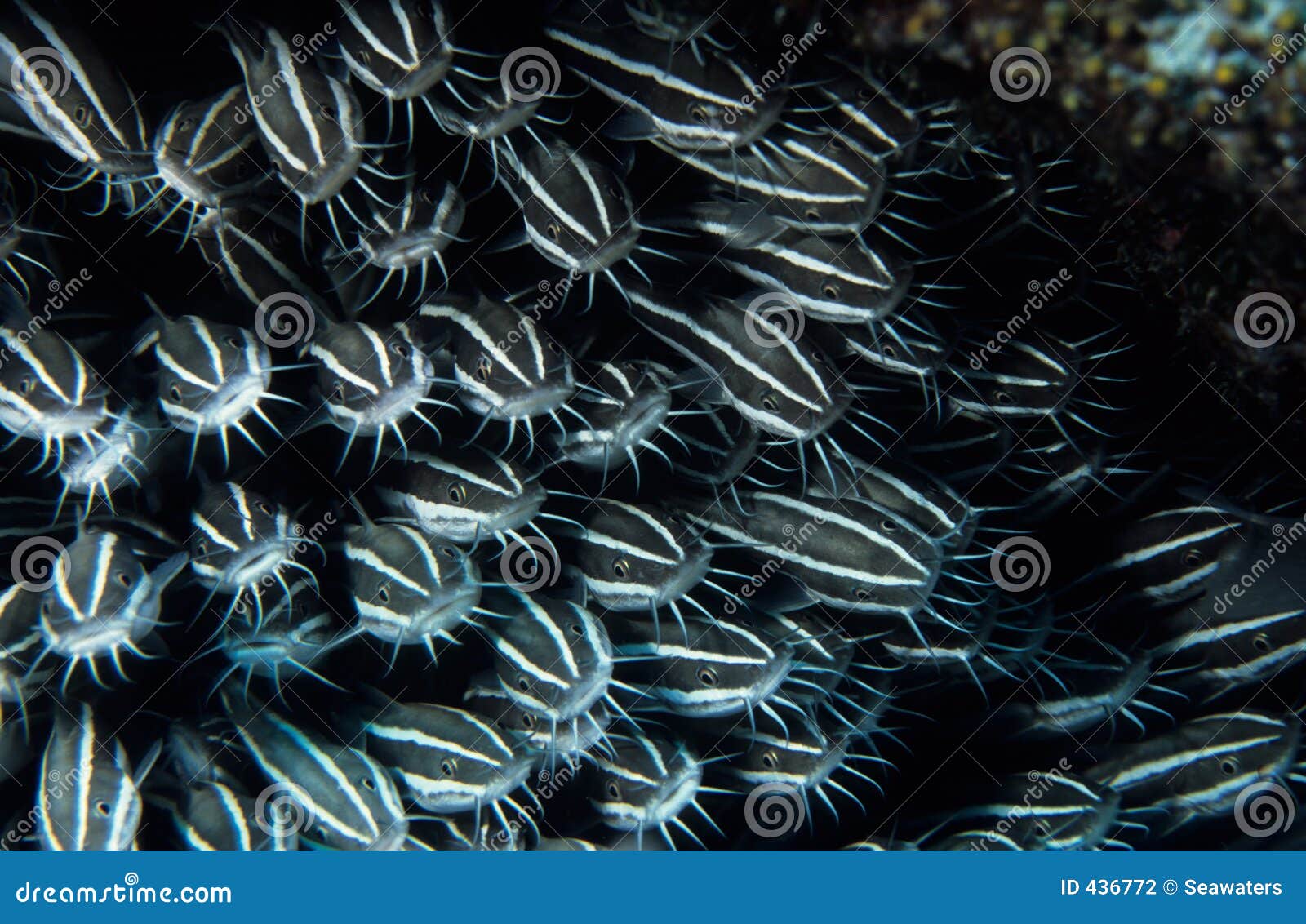 Catfish eels stock photo. Image of reef, dense, eyes, scuba - 436772