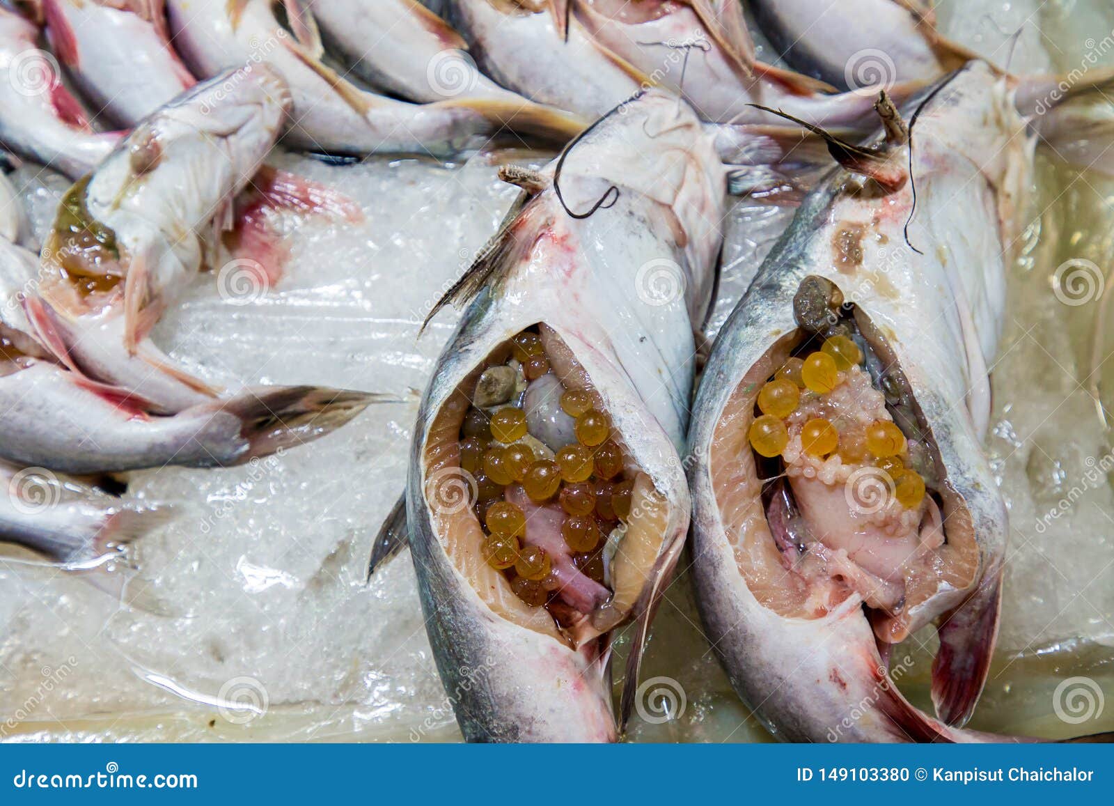 Live top fish eggs