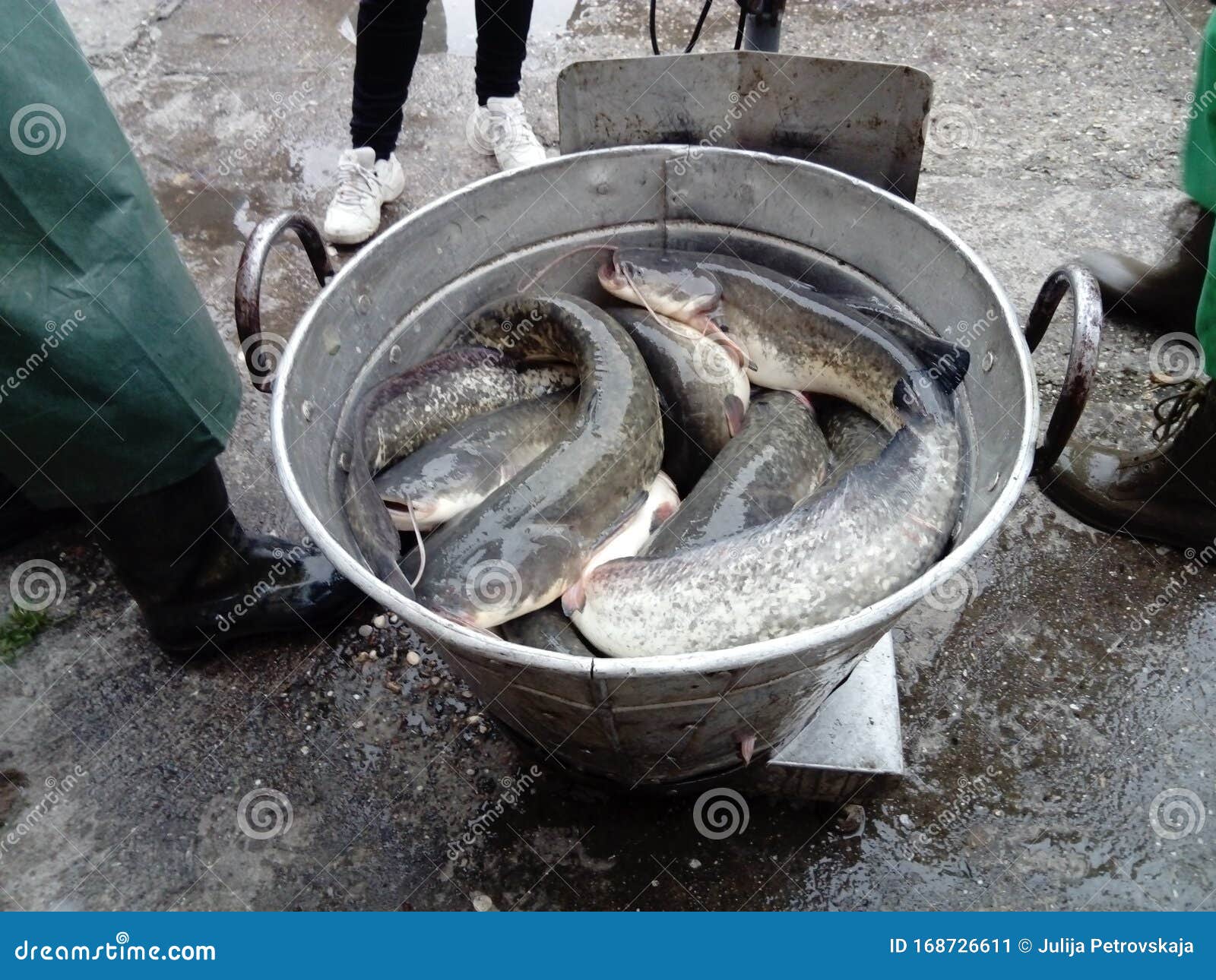 Fish Weighed Stock Photos - Free & Royalty-Free Stock Photos from Dreamstime