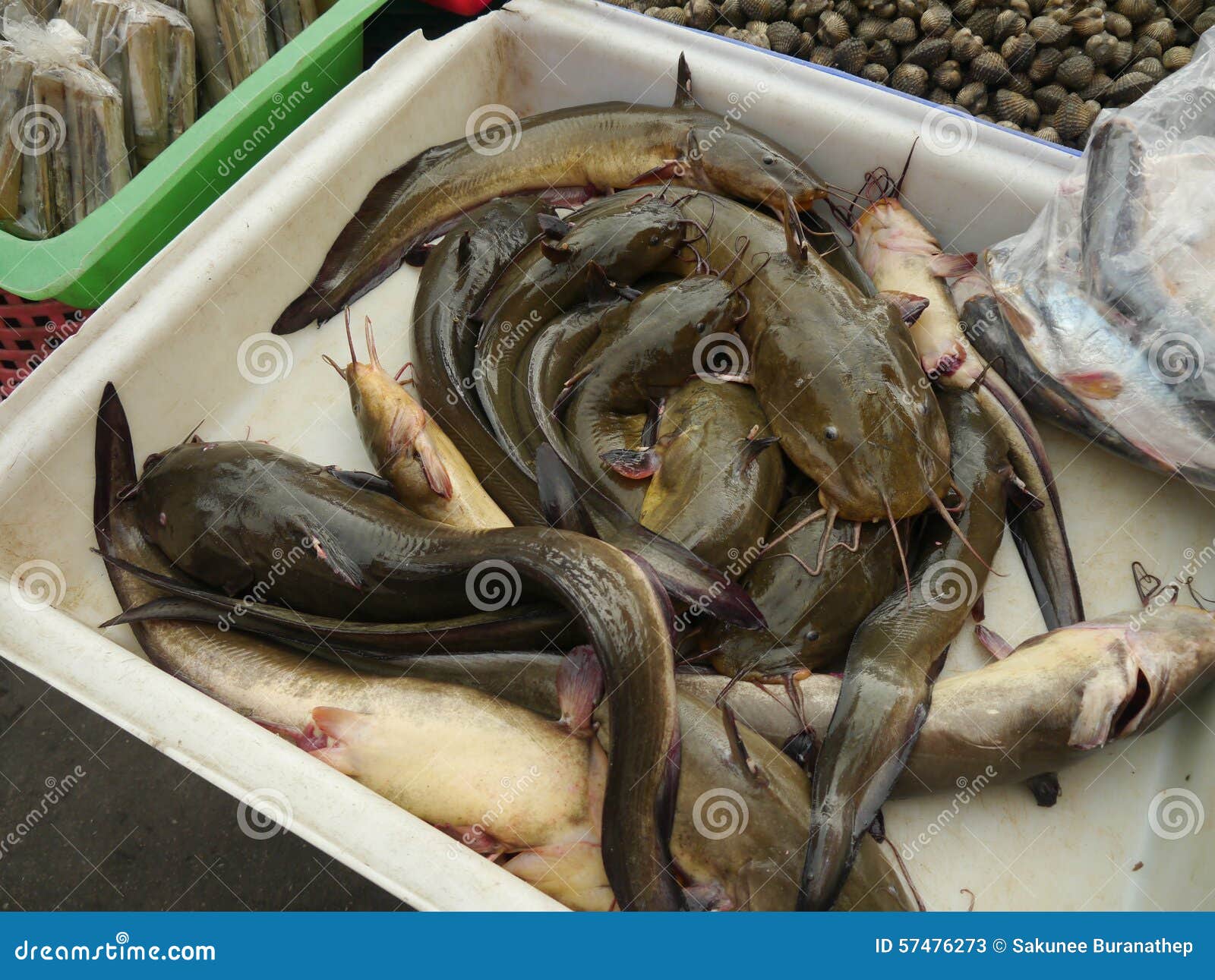 Catfish stock image. Image of life, catfish, healthy 57476273