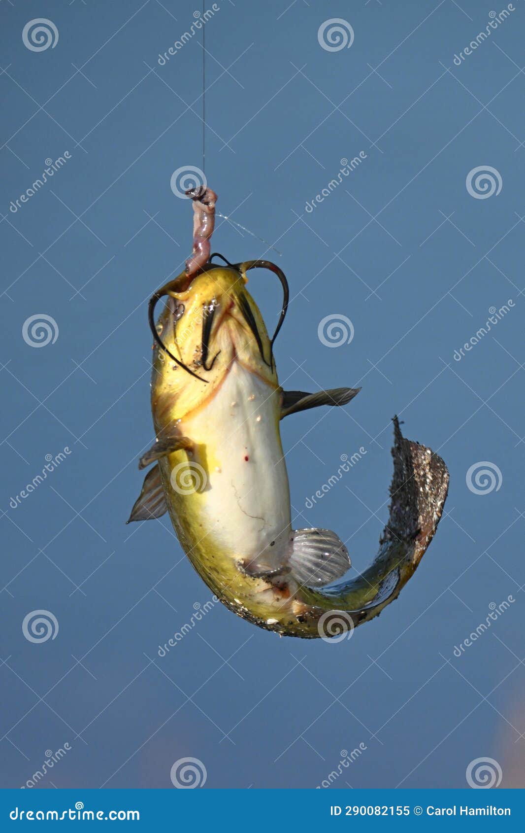 Catfish on Fishing Line Up Close Stock Image - Image of line, hook