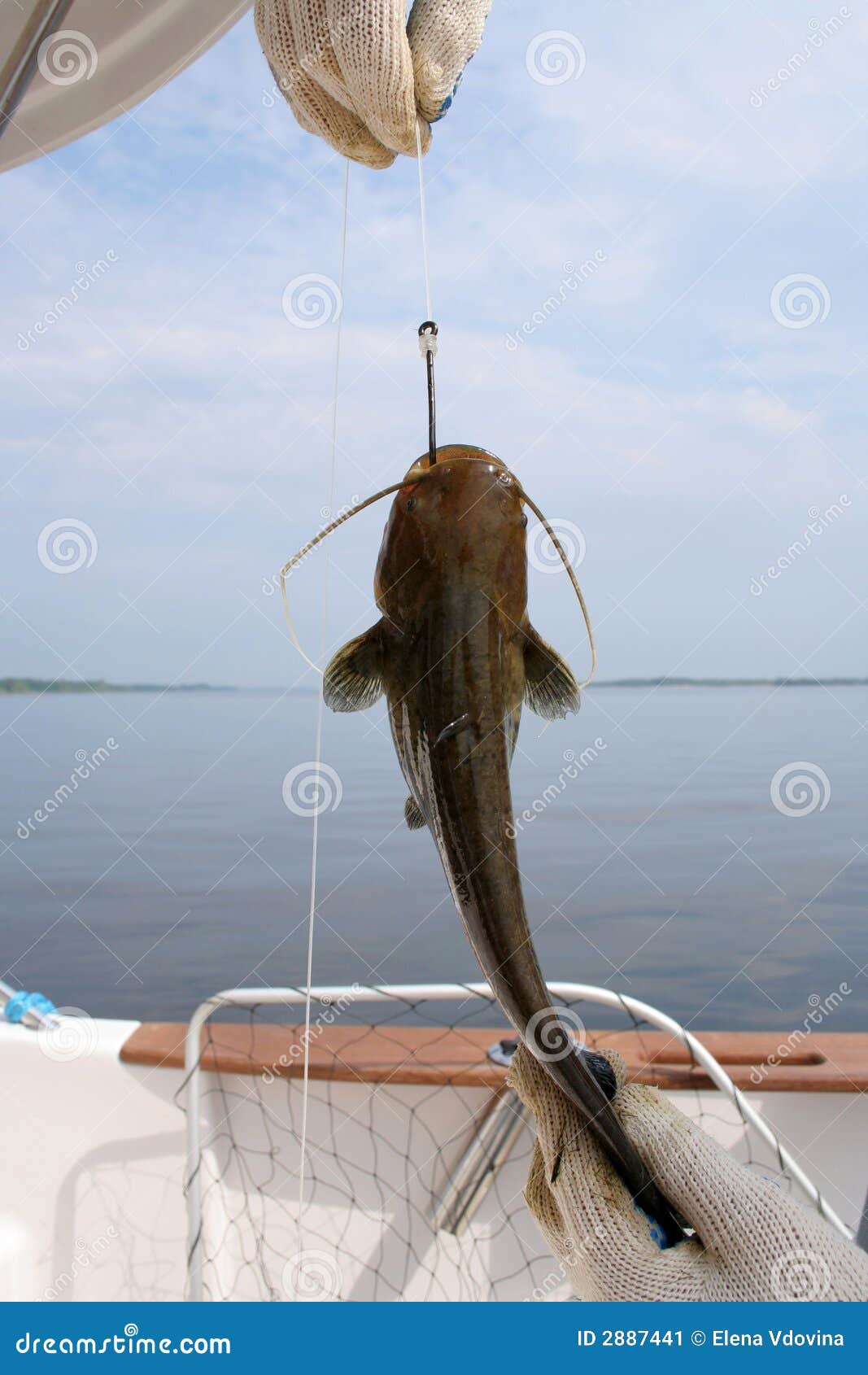Catfish on a hook stock image. Image of water, hold, pole - 2887441