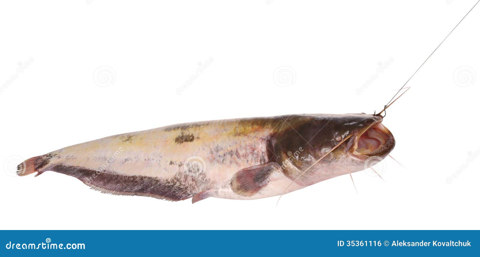 Catfish on the Hook (Clipping Path) Stock Photo - Image of nature