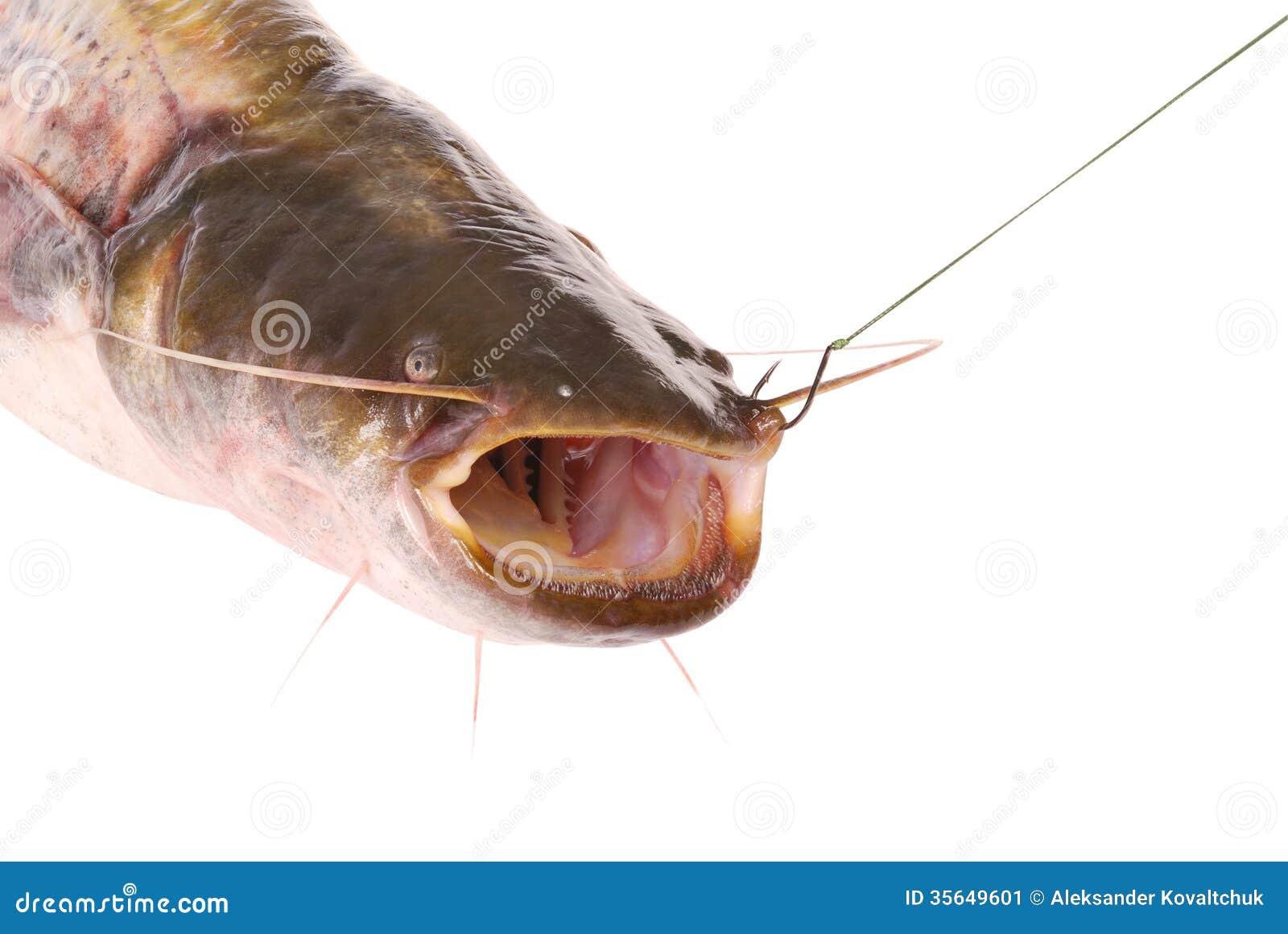 Catfish on the Hook (Clipping Path) Stock Image - Image of isolated,  animal: 35649601