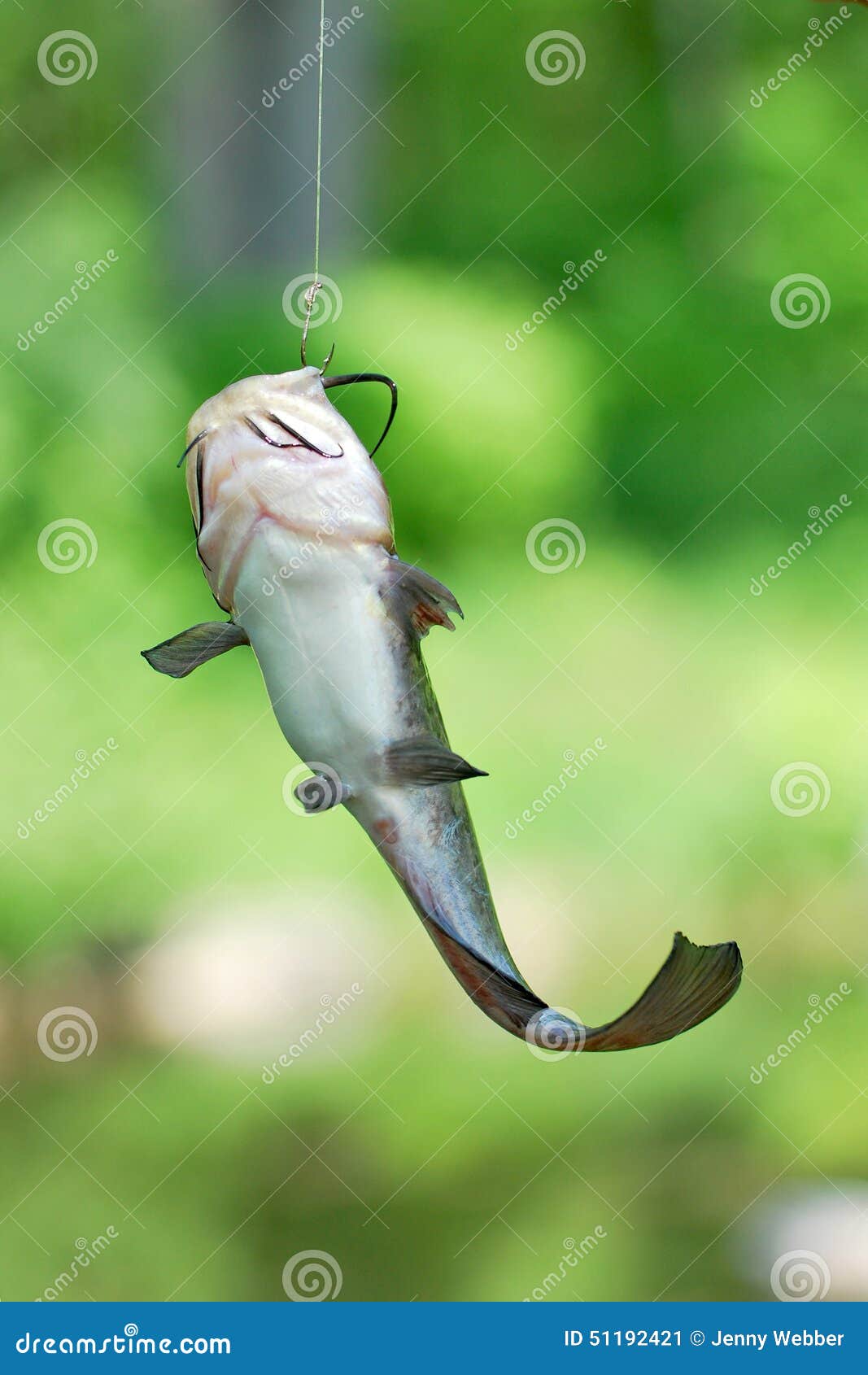 Catfish on the line stock image. Image of farm, fishing - 51192421