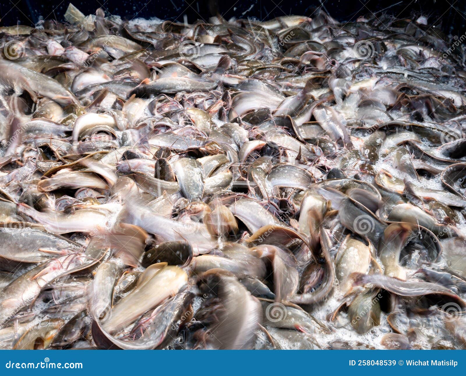 Catfish Live Massively in the Container Stock Image Image of closeup