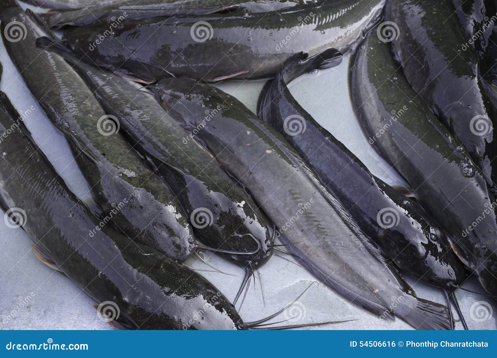 Catfish in market stock photo. Image of fishing, fresh 54506616