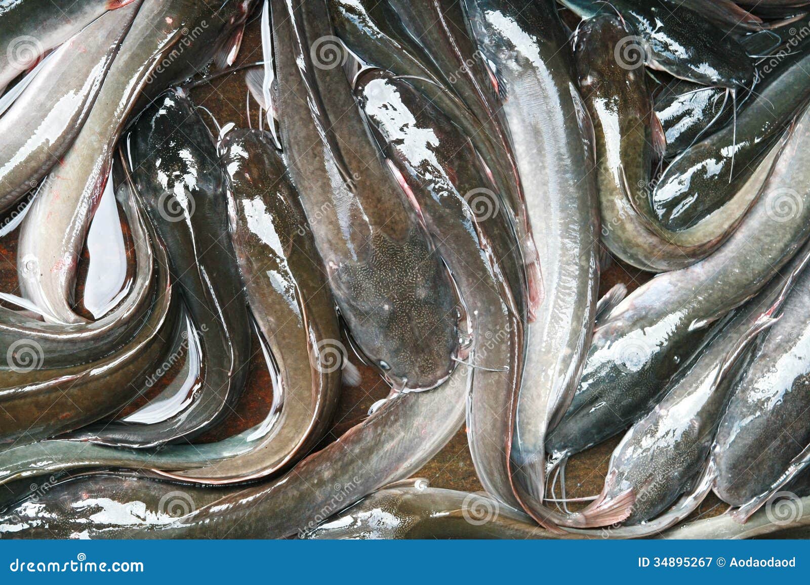 Catfish in Market, Thailand Stock Image Image of isolated, crops