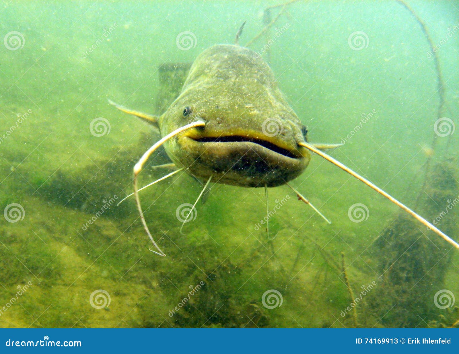 catfish in natural environment