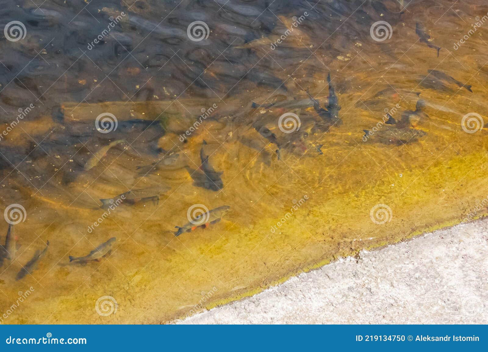 Catfish Near the Surface of the Water Stock Photo Image of clear