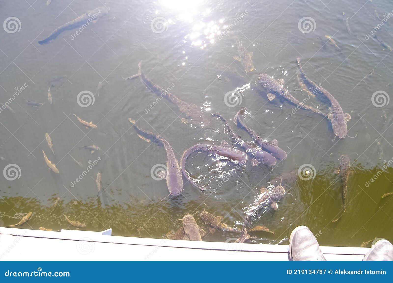 Catfish Near the Surface of the Water Stock Image Image of texture