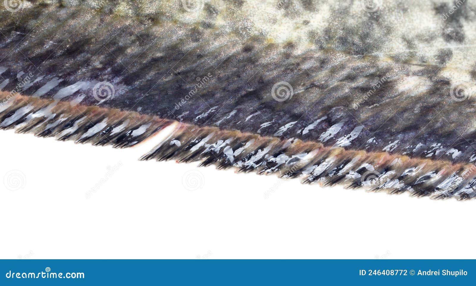 Catfish Tail Isolated on White Background. Stock Photo Image of