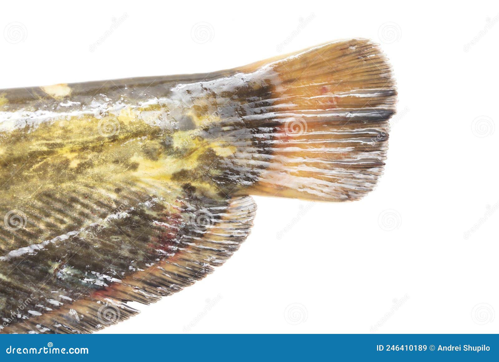 Catfish Tail Isolated on White Background. Stock Image Image of