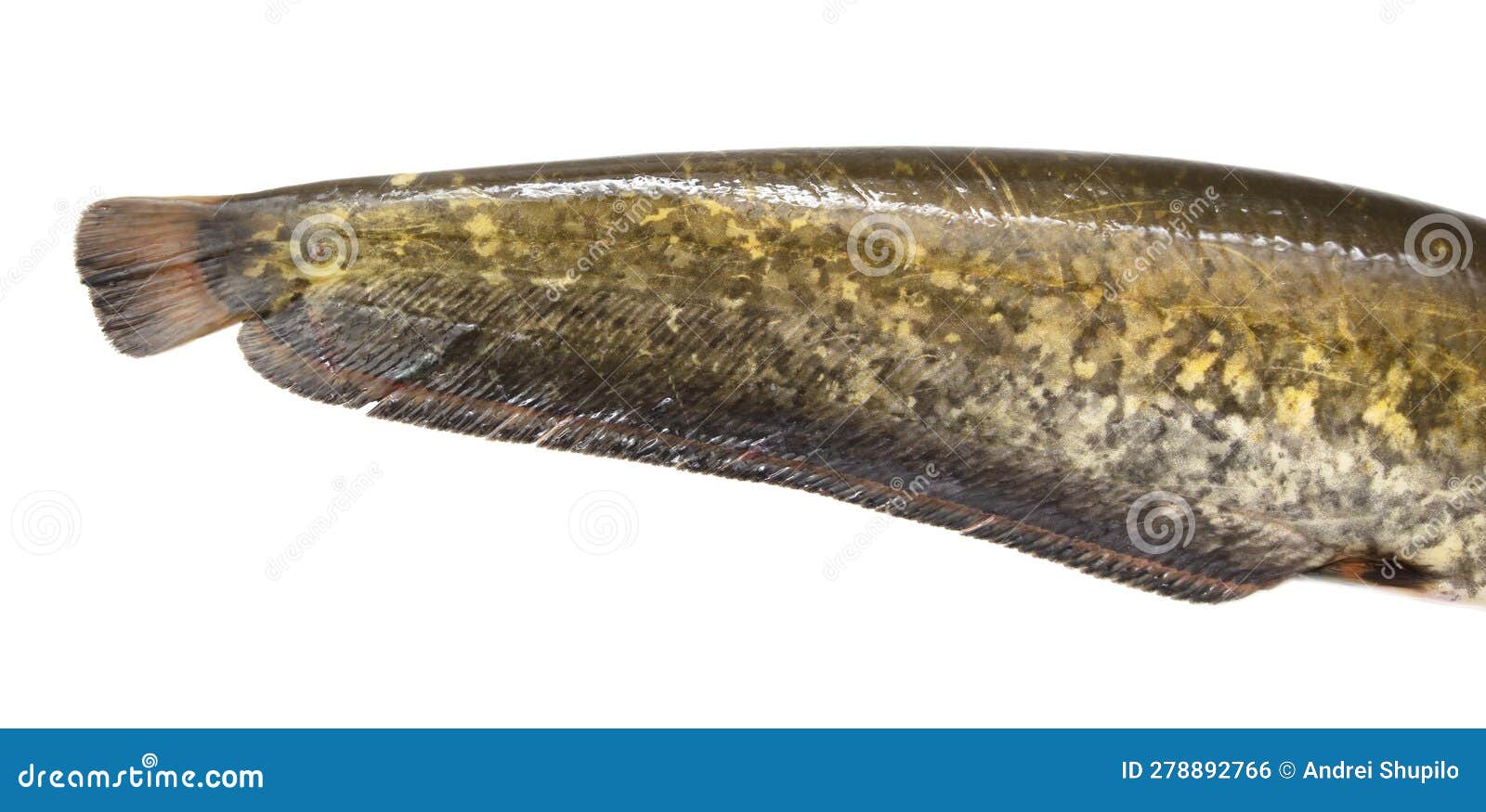 Catfish Tail Isolated on White Background. Stock Photo Image of