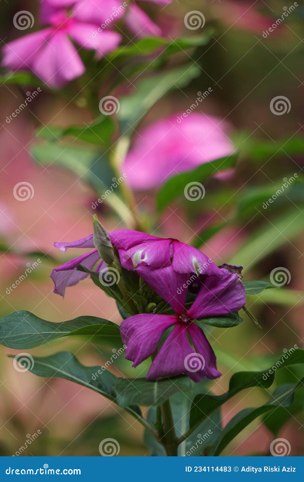 catharanthus roseus bright eyes, cape periwinkle, graveyard plant, madagascar periwinkle, old maid, pink periwinkle, rose periwin