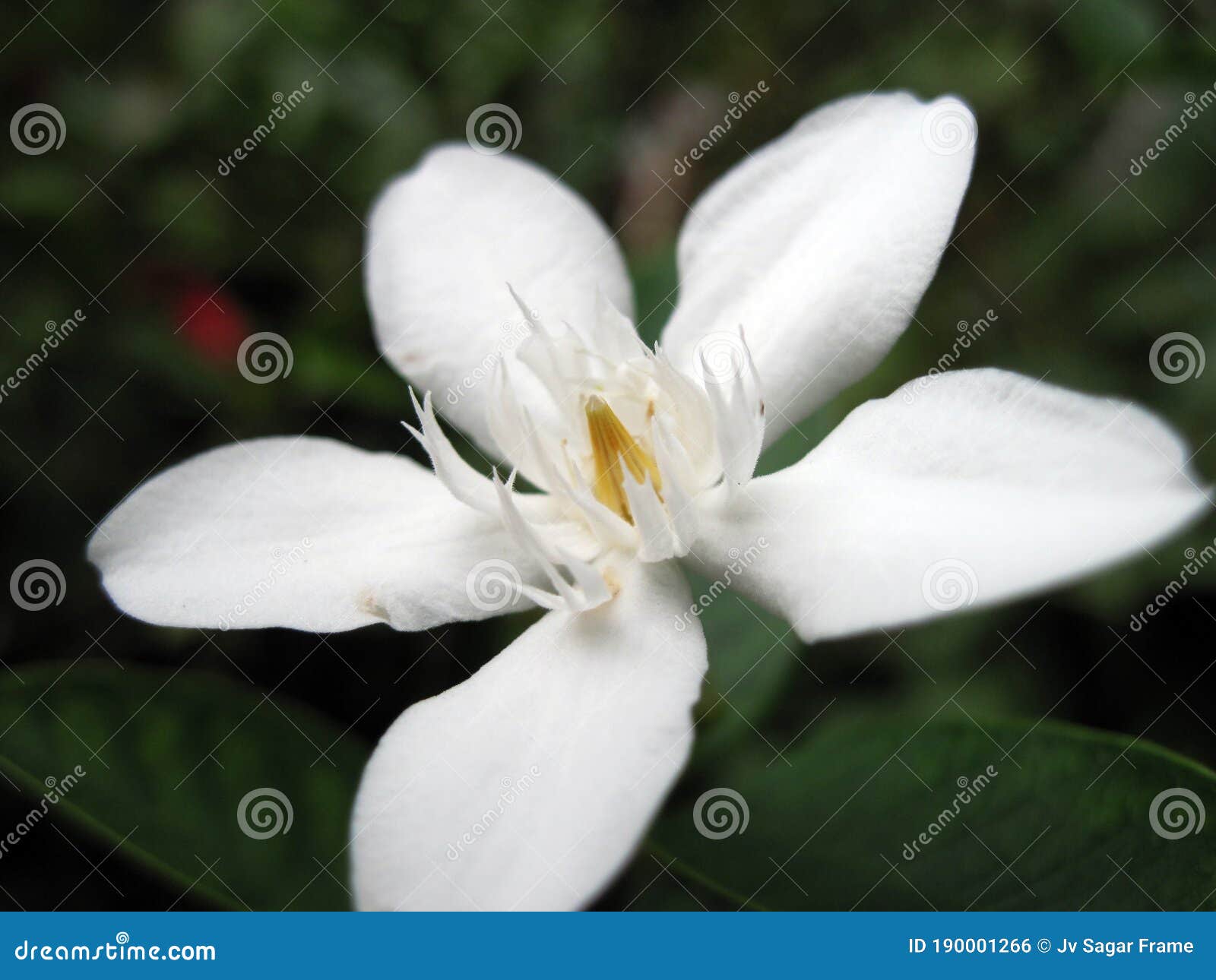 White Flower in the Botanical Garden Stock Photo - Image of micro ...