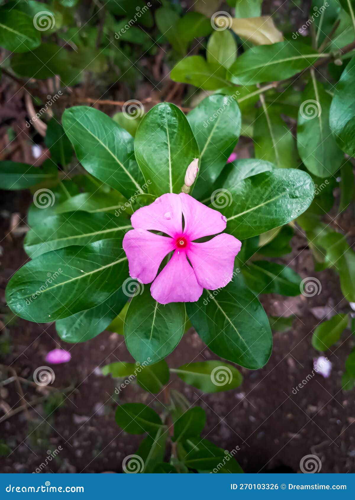 Catharanthus Roseus Flowers. Purple Pink Flowers Stock Photo Image of
