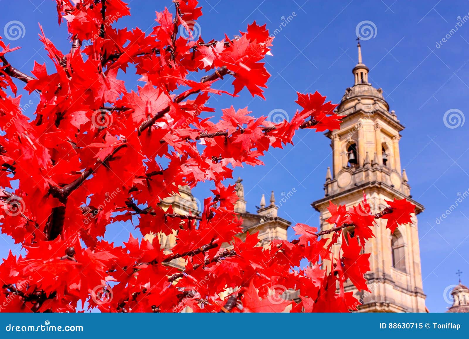 cathedral of bogota, colombia. focus in red tree.