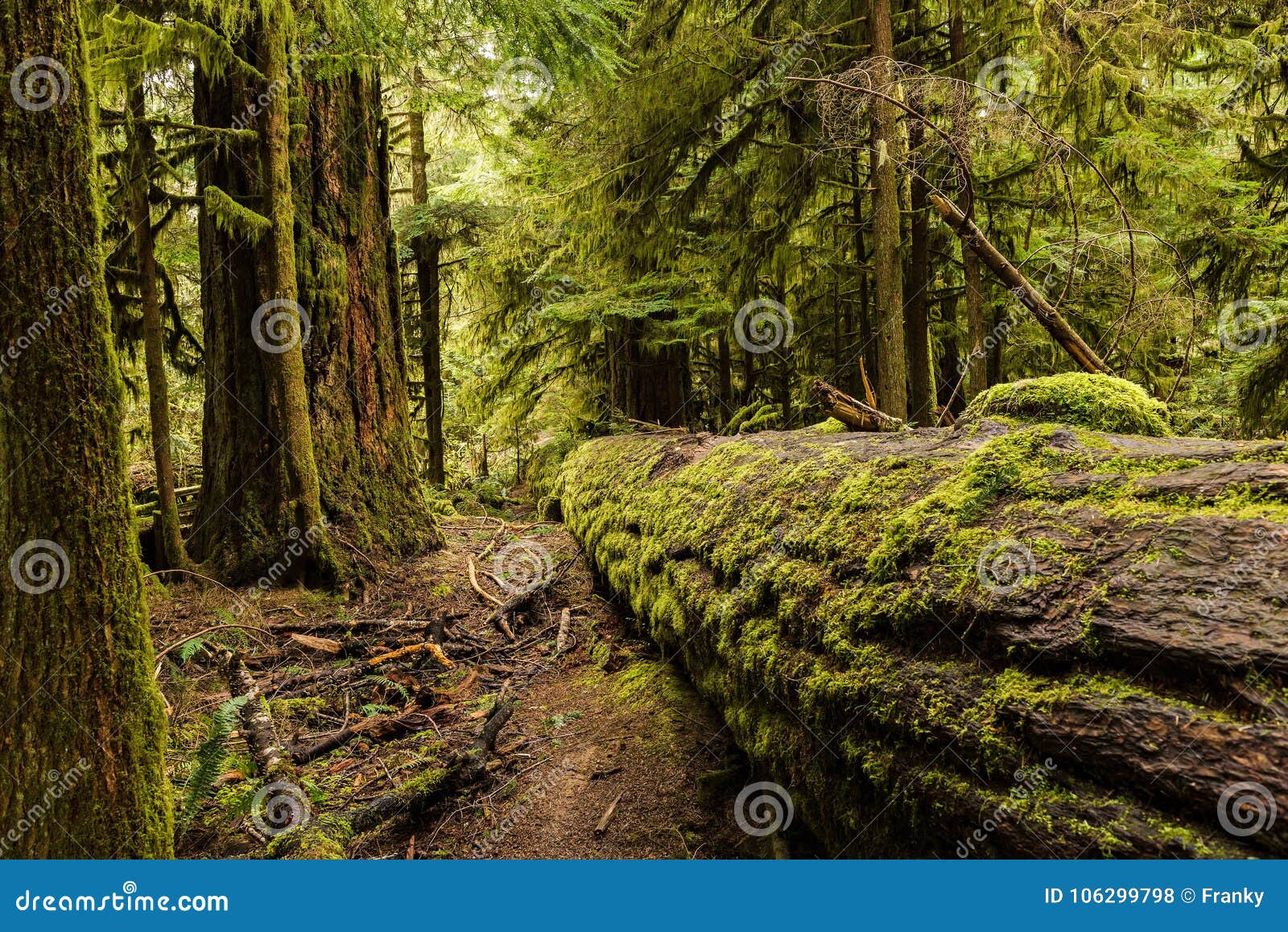 cathedral grove - macmillan provincial park, vancouver island, b