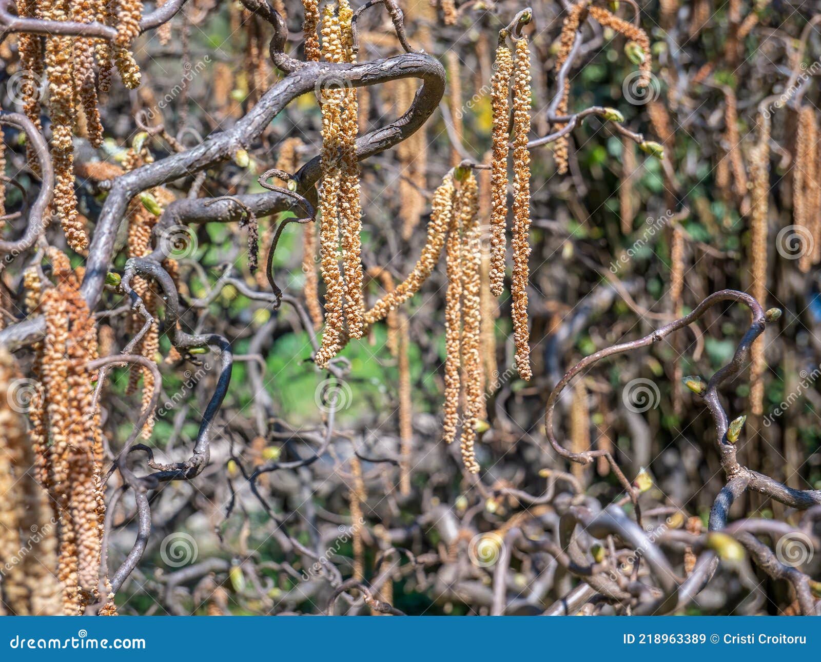 catkin hanging from a branch of corylus americana, the american hazelnut or american hazel