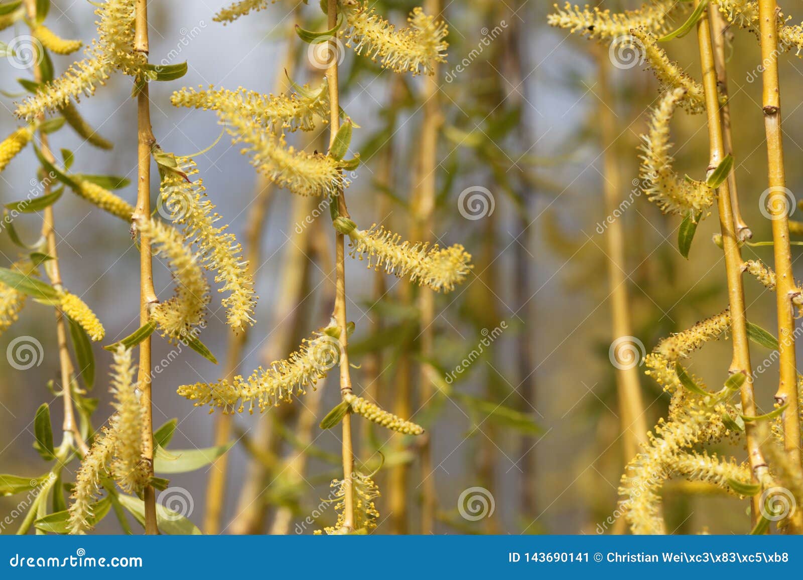 Catkins of a Weeping Willow Tree Stock Image Image of detail, march