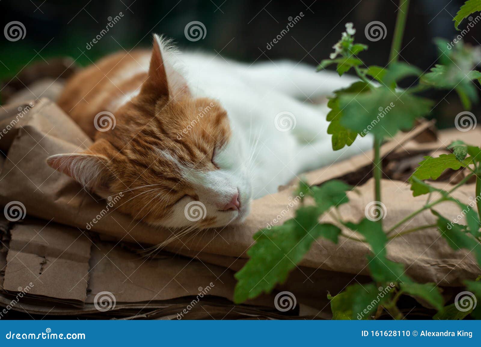 Catnip Dreams stock photo. Image of next, dreams, sleepy - 161628110