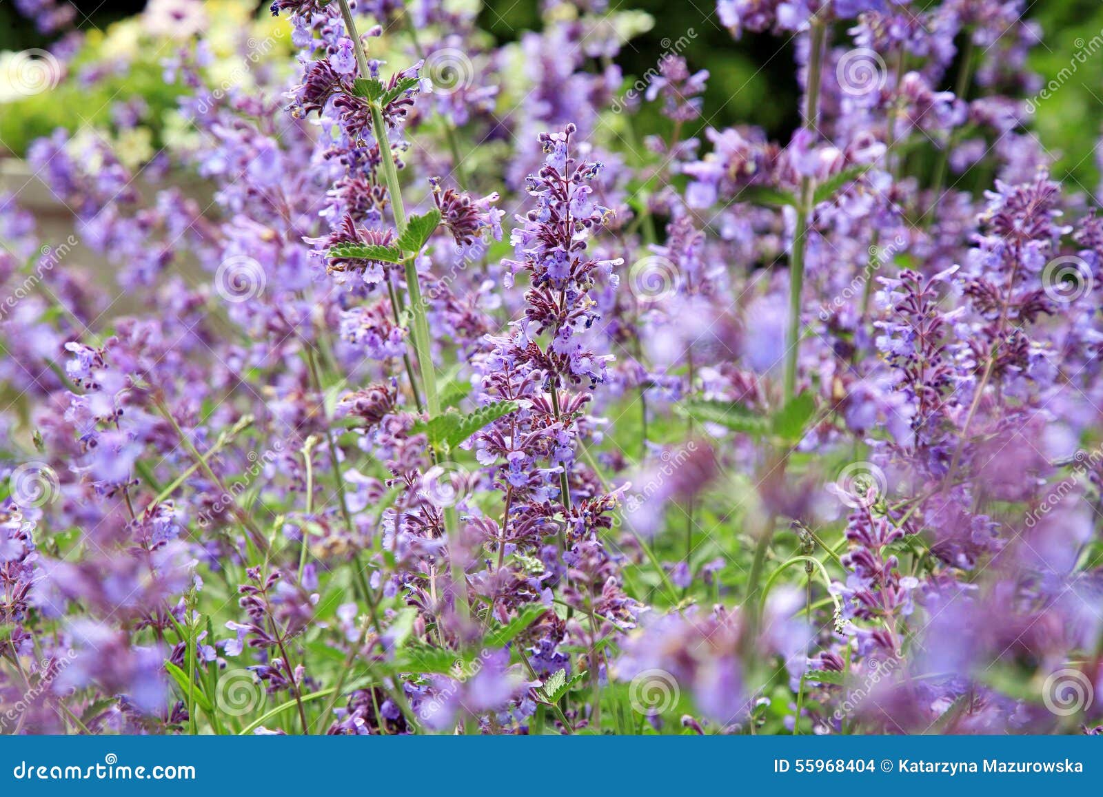 catnip, nepeta background
