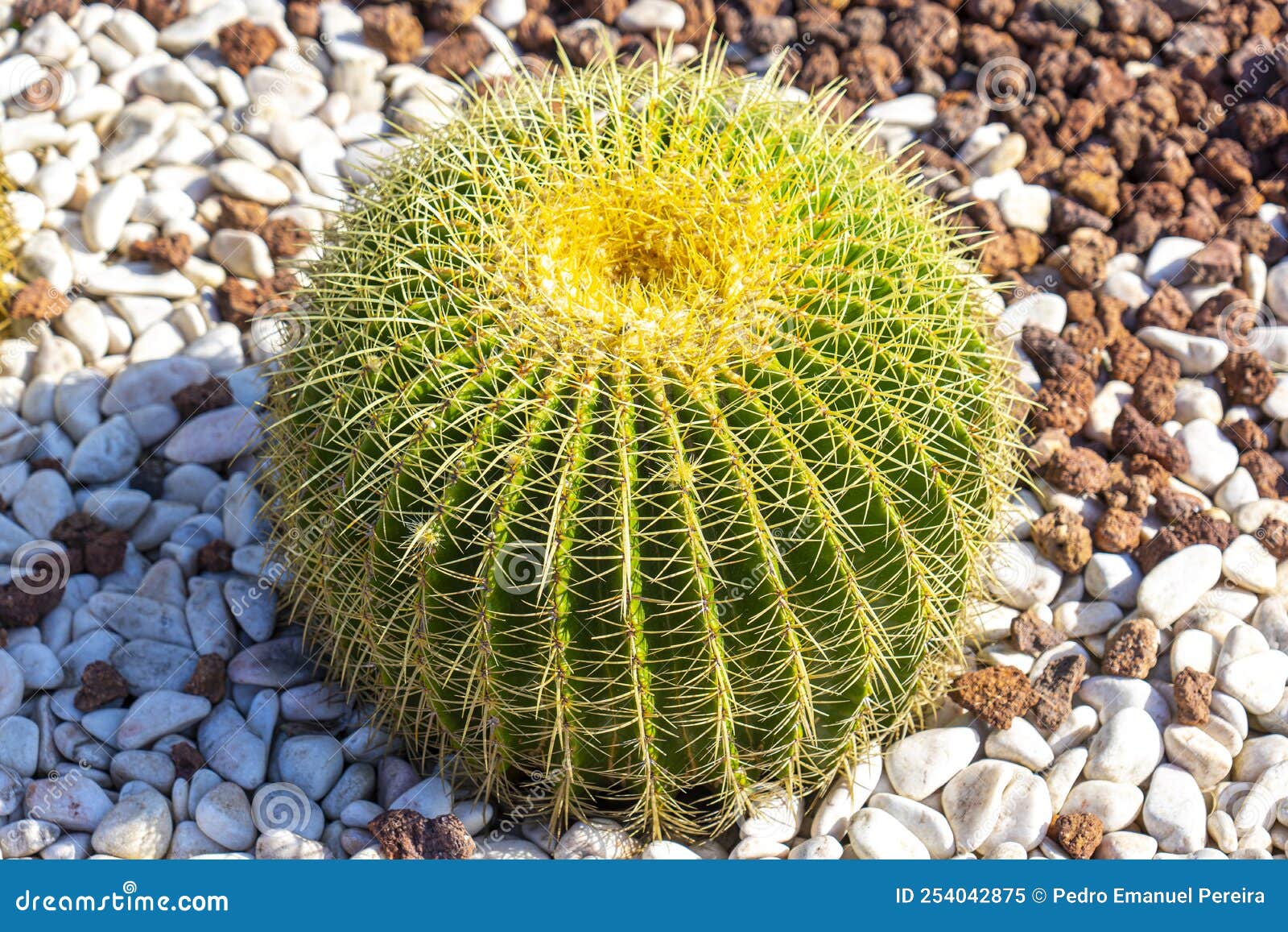 cato barrel cactus inserted in an urbanized area in a garden.