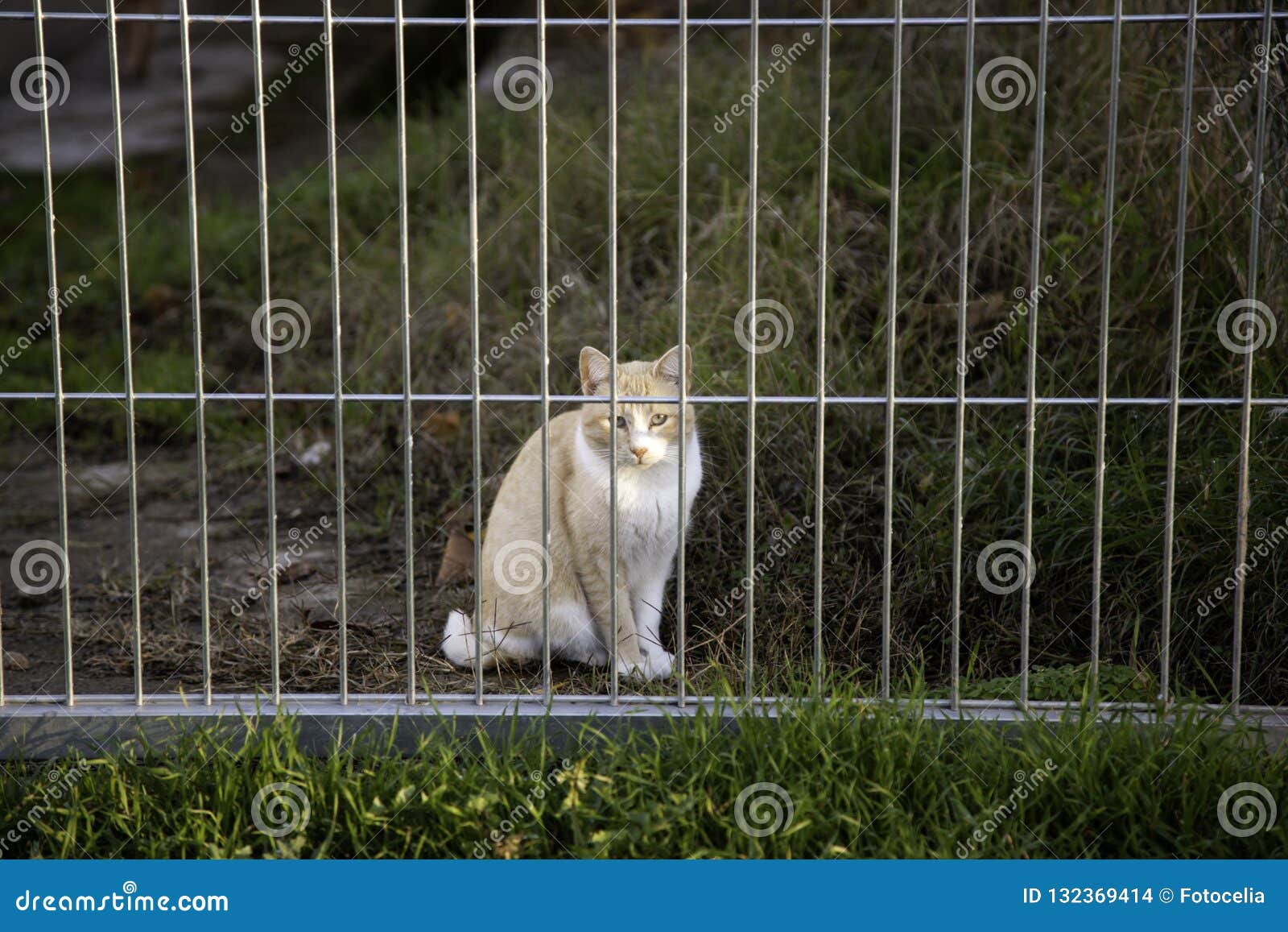 abandoned cats download abandoned cats download