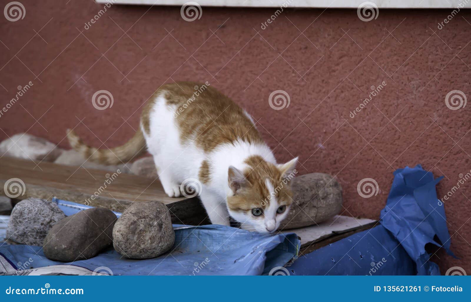 abandoned cats download abandoned cats download