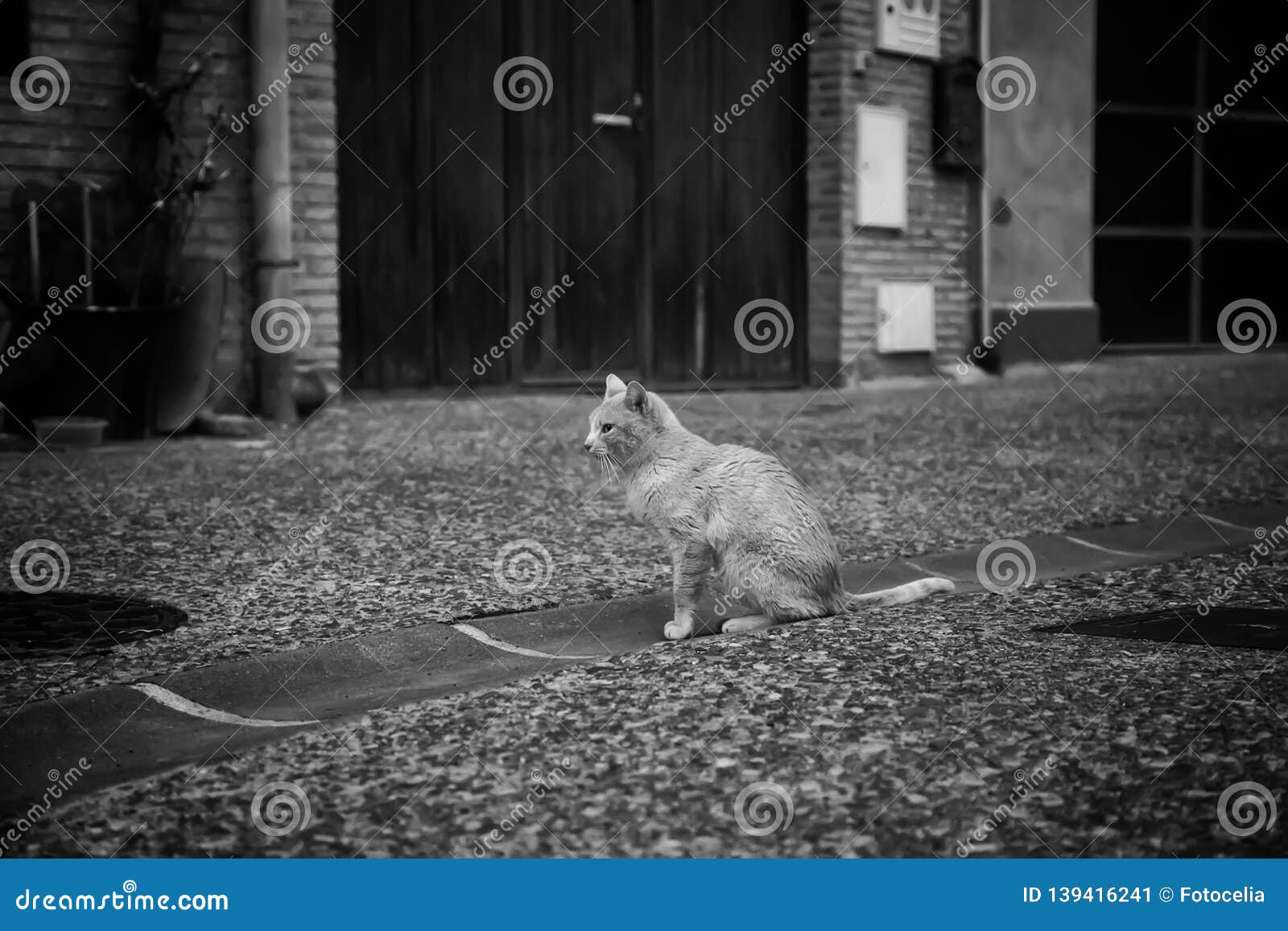 download abandoned cats for free download abandoned cats for free
