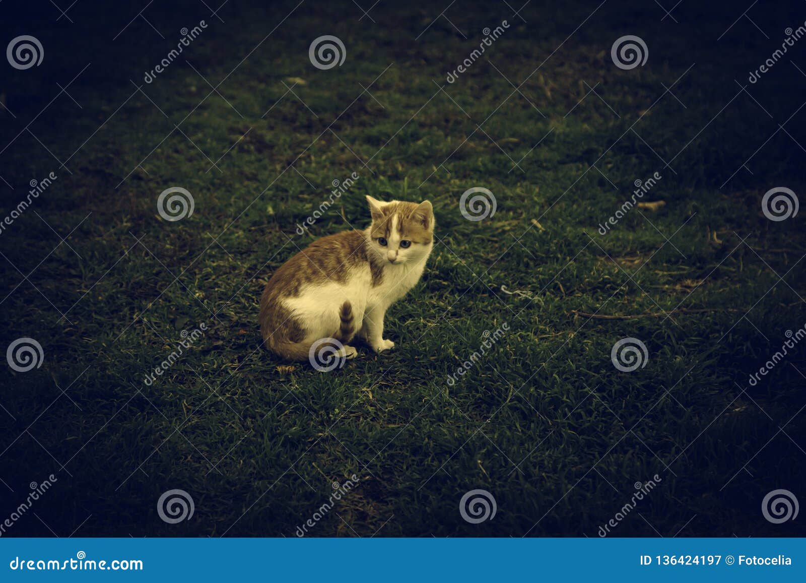 download free abandoned cats download free abandoned cats