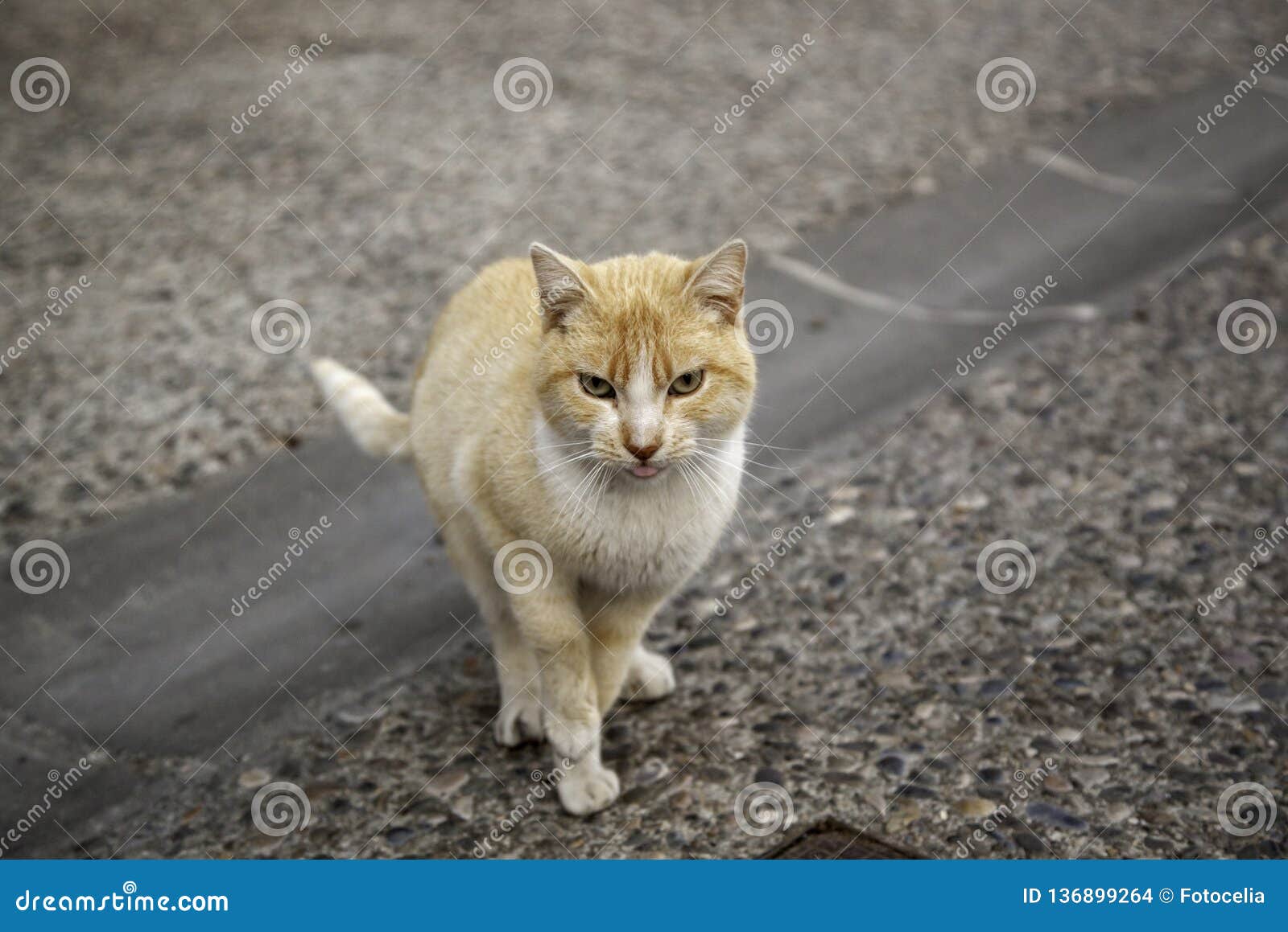 download abandoned cats for free download abandoned cats for free