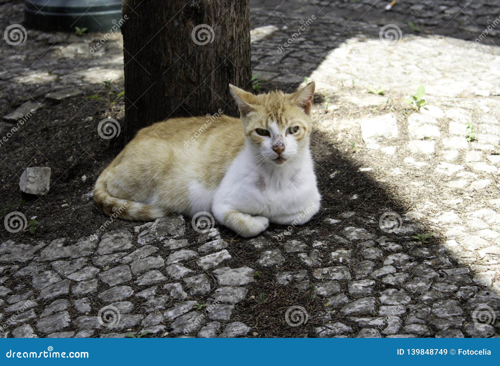 abandoned cats download free abandoned cats download free