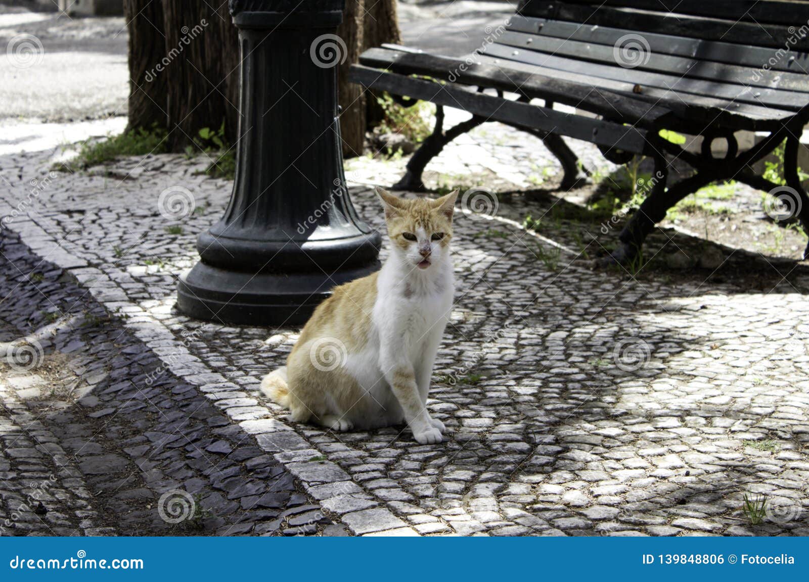 abandoned cats download abandoned cats download