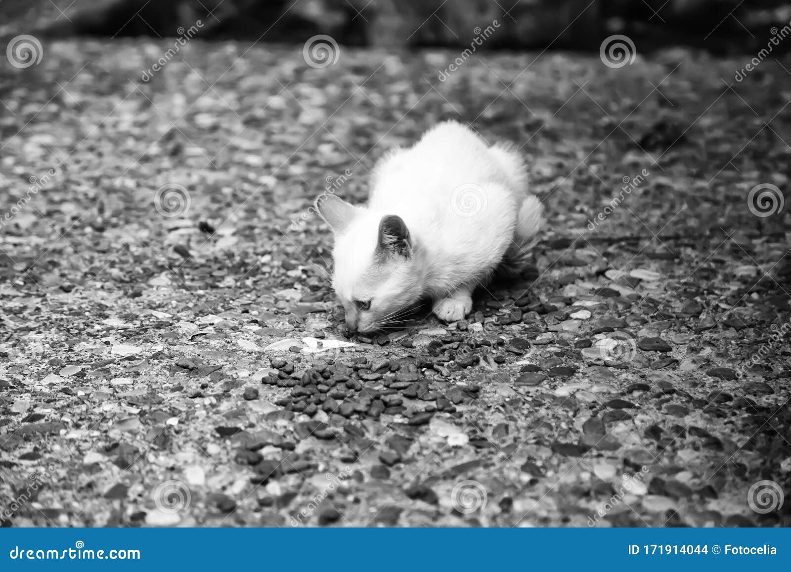 Cats abandoned street stock photo. Image of background - 171914044